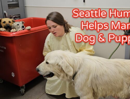 Seattle Humane Helps Mama Dog & Puppies