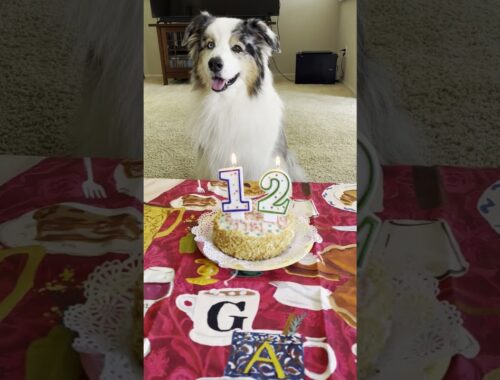 愛犬の12歳の誕生日 #オーストラリアンシェパード #アメリカ #犬
