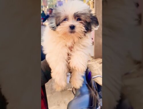 Dog Lhasa apso puppy available cute breed