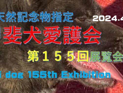 甲斐犬愛護会第１５５回展覧会（ Kai dog155th Exhibition）【Samurai dog TV】