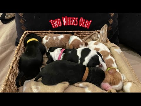 2-week-old Cavalier Puppies Navigate Using their Sense of Smell & Touch