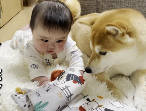 赤ちゃんのペースに合わせて仲良く一緒に遊ぶ柴犬