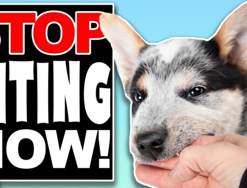 Why Are You ALLOWING Puppy Biting?