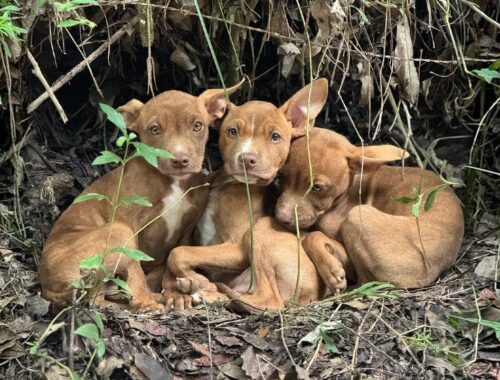 Dumped in deep woods, the puppies clinged each other in fear and waited their mom in vain