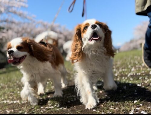 愛犬も大喜びなお花見弁当。桜満開の公園で春の休日を過ごす幸せ