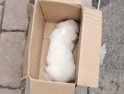 Lying trembling in a paper box, a 3-week-old puppy was crying and calling for his mother