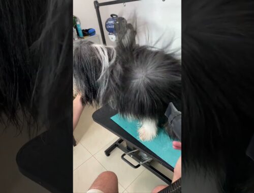 Bearded Collie grooming! #dogshorts