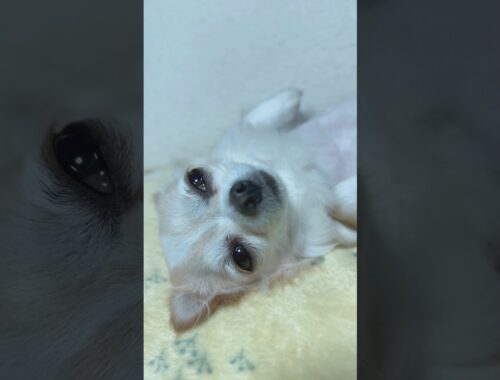 うるうる🥺🐶🥺 #犬 #dog #chihuahua #happy #puppy #きーちゃん #ロングコートチワワ #music #lovestatus #love #チワワ #喜ぶ