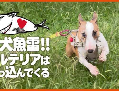 bullterrierブルテリア/闘犬魚雷！突撃ブルテリア Fighting dog torpedo! assault bull terrier.