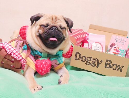 DoggyBoxさんからのプレゼントがめっちゃ気に入って取り合いになるパグ達｜ドギーボックス｜パグのぺろぽん兄弟pug犬｜