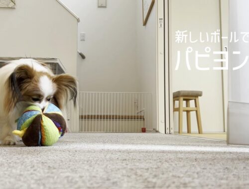 新しいおもちゃのボールを鼻息荒く堪能するパピヨン犬 #105