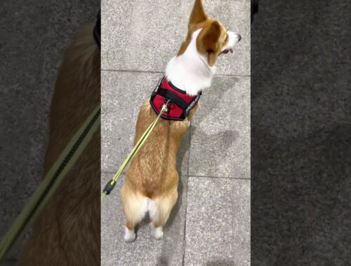 帰宅拒否を敢行していたコーギー犬ですが、最後はニコニコで帰宅を受けいれました #ちくわ #shorts