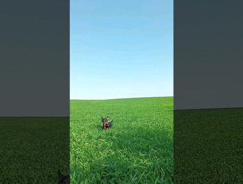 ⚡Рубик⚡ в поле красивый бег пёс ягдтерьер доберман😂 jagdterrier