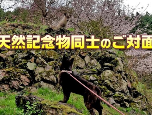 甲斐犬が天然記念物仲間のニホンカモシカとご対面-和歌山県にも生息するのんびりおっとりさん　甲斐犬いち