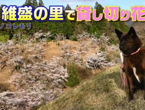 甲斐犬と花見と歴史に触れる平維盛歴史の里でお花見独り占め-たいらのこれもり奈良県　甲斐犬いち