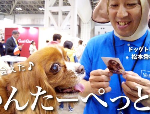 【インターペット2024】日本最大級のペットイベントを3時間で1周してみた結果【キャバリア】