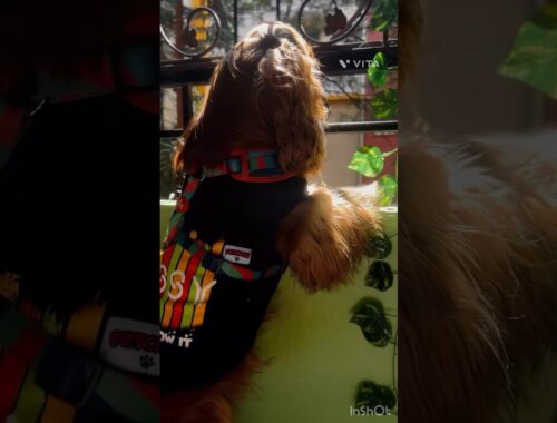 😱🫢Suspicious Activity Alert!  Oakley on Watch! #shorts #dog #cockerspaniel