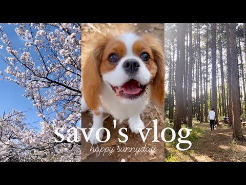 【vlog】キャバリアさぼ｜都会で愛犬と暮らす/近所の大自然の中をお散歩