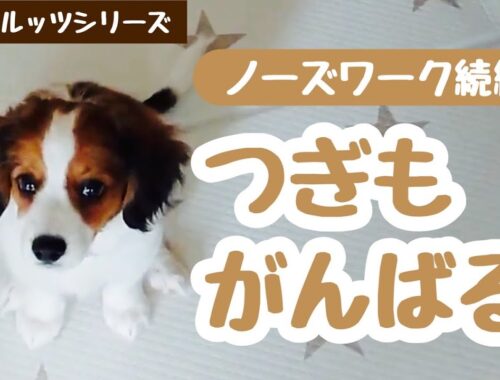 【回想】続・子犬のノーズワークチャレンジ【コーイケルホンディエ】