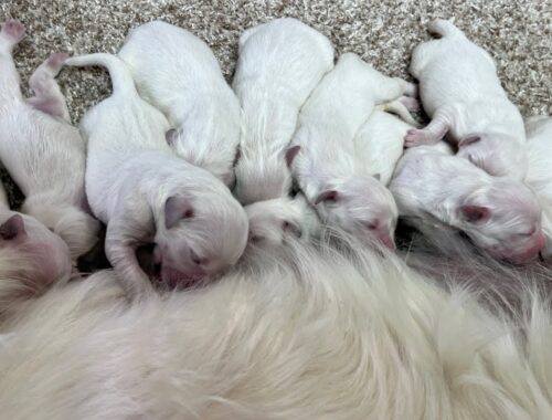 2 day old English Golden Retriever puppies. Meadow and Max's litter.