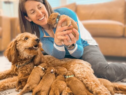 Delivering an Extra Mini Goldendoodle Puppy