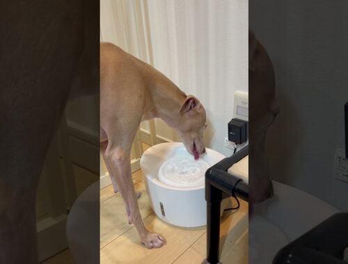 【ASMR】犬好きのためのただ水を飲んでいるだけの動画