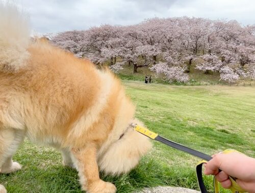 桜の絶景よりとにかく足元の匂いに夢中のチャウチャウ犬