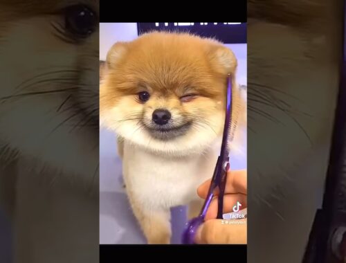 もふもふ好きのためのモフモフ犬動画9選 #かわいい動物動画 #テディベアカット #ポメラニアン