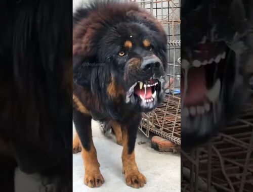 5 Most deadliest and dangerous dog breeds in the world 🔥🌎 #shorts