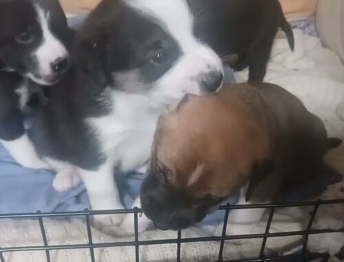 3.5 Weeks Old Puppies! outdoors, food, & big kid kennel