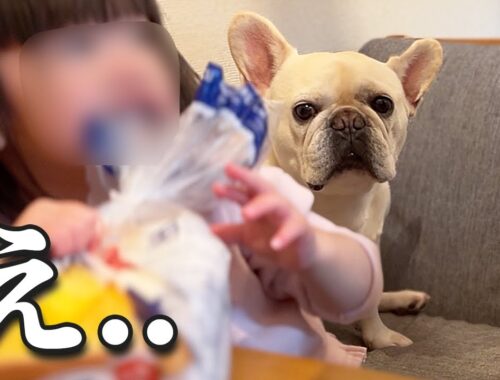 【焦】2歳児の食パンを奪おうとした犬、予想外の展開に飼い主も驚き!【フレブル フレンチブルドッグ】