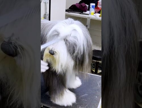 Bearded Collie Comb Out