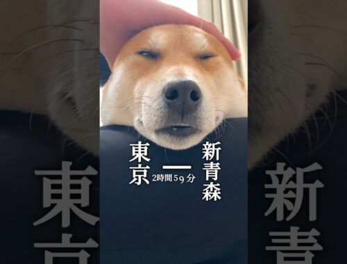 リニアモーター犬なら静岡通れるかな#犬#柴犬#鉄道