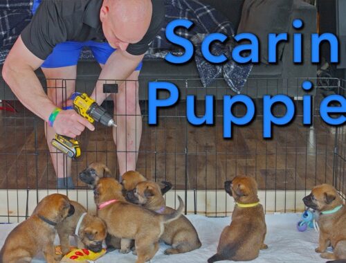 Scaring Puppies!