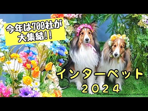 ステキなフォトスポットで写真を撮ったらなぜかキョトン😶としている犬たちがこちらです笑 〜インターペット2024〜 Dogs joined the biggest event in Japan