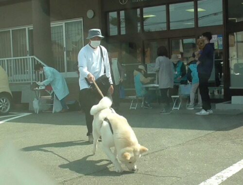 【秋田犬ゆうき】毎年失敗してしまう狂犬病予防接種の撮影ですが…今年はバッチリ？【akita dog】