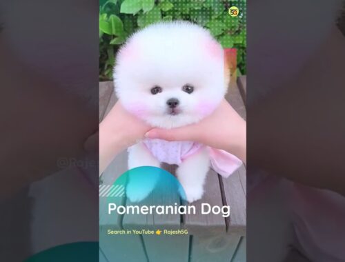 Pomeranian dog viral video | Cute dog shorts video | #cute #dogs #viral  #shorts #video #rajesh5g