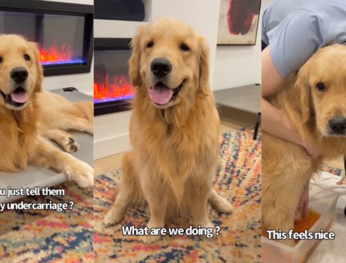 How We Help Our Golden Puppy With His Itchy Paws