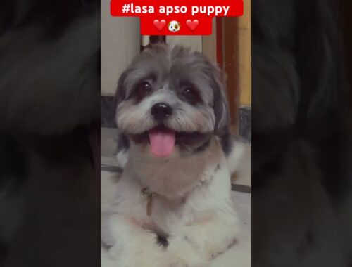 Lasa apso puppy 🐶❤️🐶 #shortsfeed #youtube  #dog #doglover #ytshorts #ytstudio #animal #foryou ..