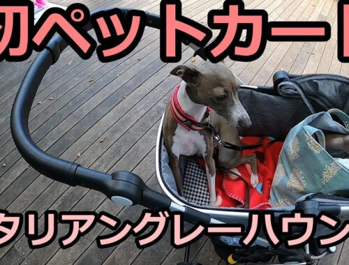 初ペットカート　イタリアングレーハウンド　（軽井沢ハルニレテラス） Italian greyhound oto  Japanese dog videos