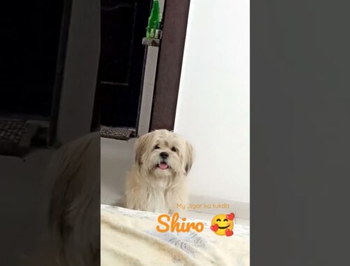 World's Cutest Dog Shiro | Lhasa Apso #dog #lhasaapso #pets #cute  #shiro #viral #shortsvideo