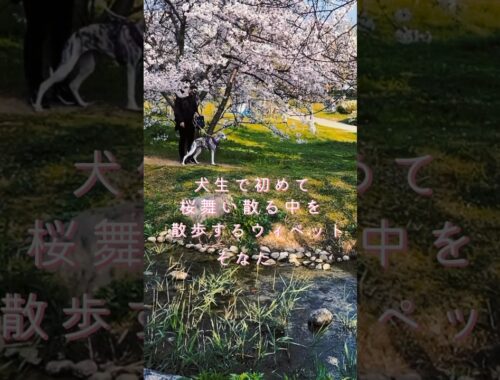 ウィペットのそなたはじめての桜さんぽ🌸whippet Sonata’s first sakura walk #whippet #ウィペット