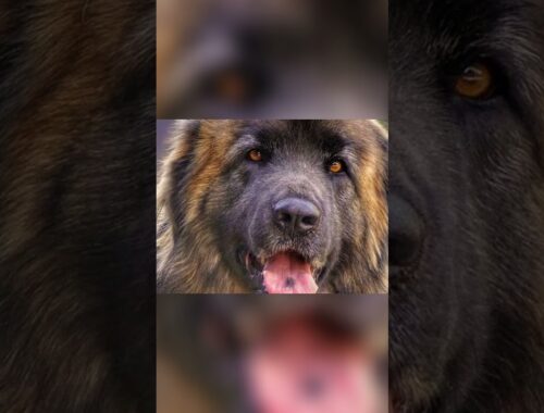 Meet the Leonberger - A Lion Like Dog of European Nobility