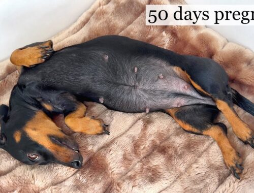 Coco is 50 days pregnant. We can feel the puppies moving.