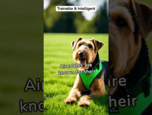 🐕🐾🐾 Airedale Terrier breed characteristics quick short #atoz #dogbreeds #dogs #doglover