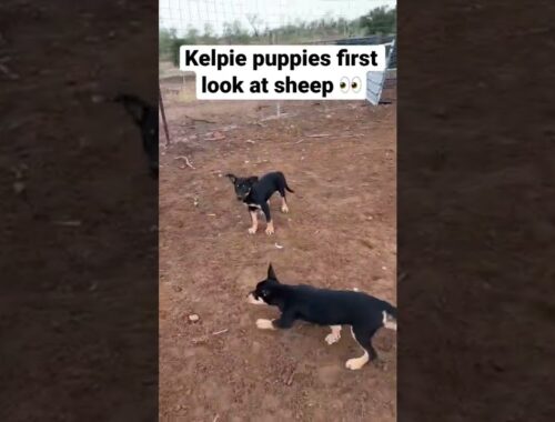 Kelpie puppies first look at sheep | Working dogs | Australian working kelpies