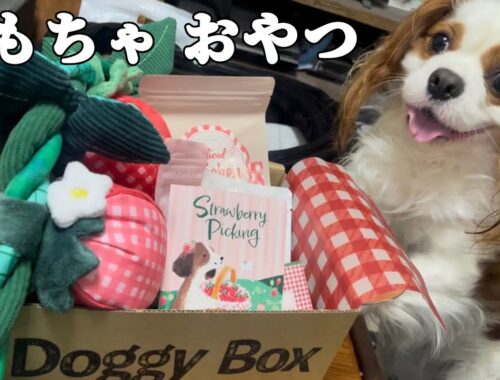 キャバリア犬が大興奮‼︎新しいおもちゃとおやつを愛犬にプレゼント‼︎【DoggyBox／ドギーボックス】