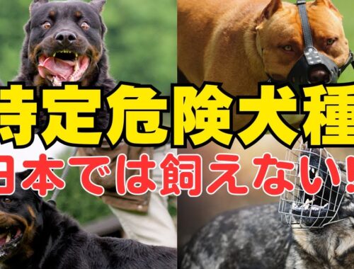 【特定危険犬】日本で飼育してはいけない犬！？