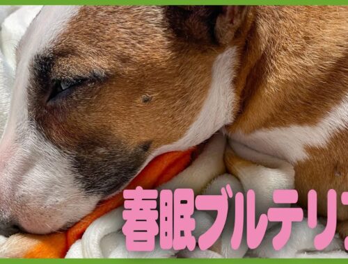 bullterrierブルテリア/春眠ブルテリア！またまたおやすみ動画　Spring sleeping bull terrier!