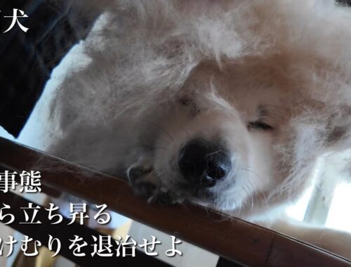 秋田犬ともぐら家族　はる、衣替え、抜け毛入りの味噌汁はもう嫌だ！